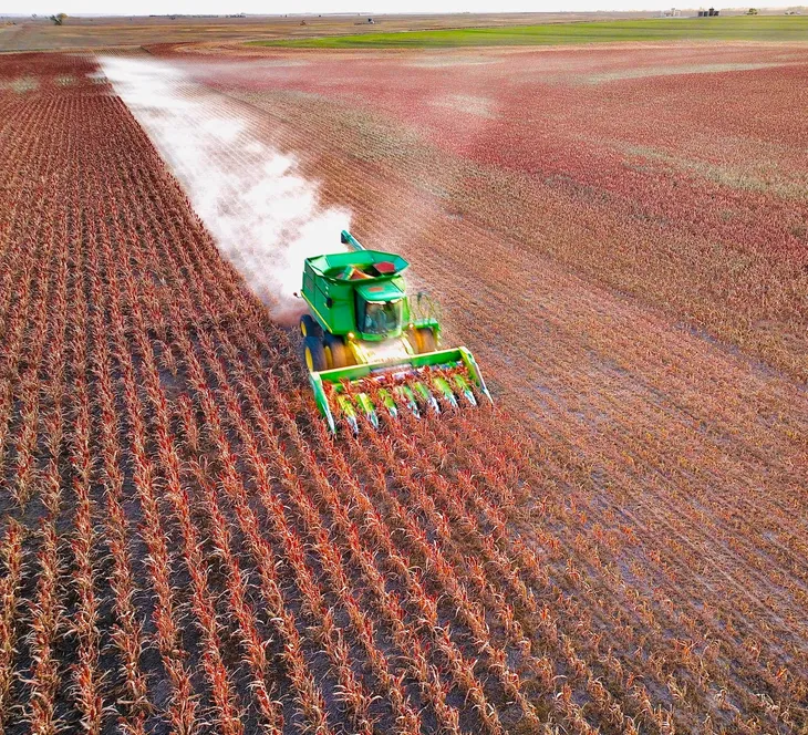 Combine harvester in cornfield